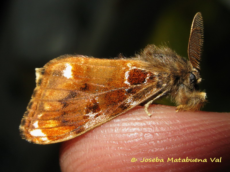 Orgyia (Clethrogyna) recens - Erebidae Lymantriinae